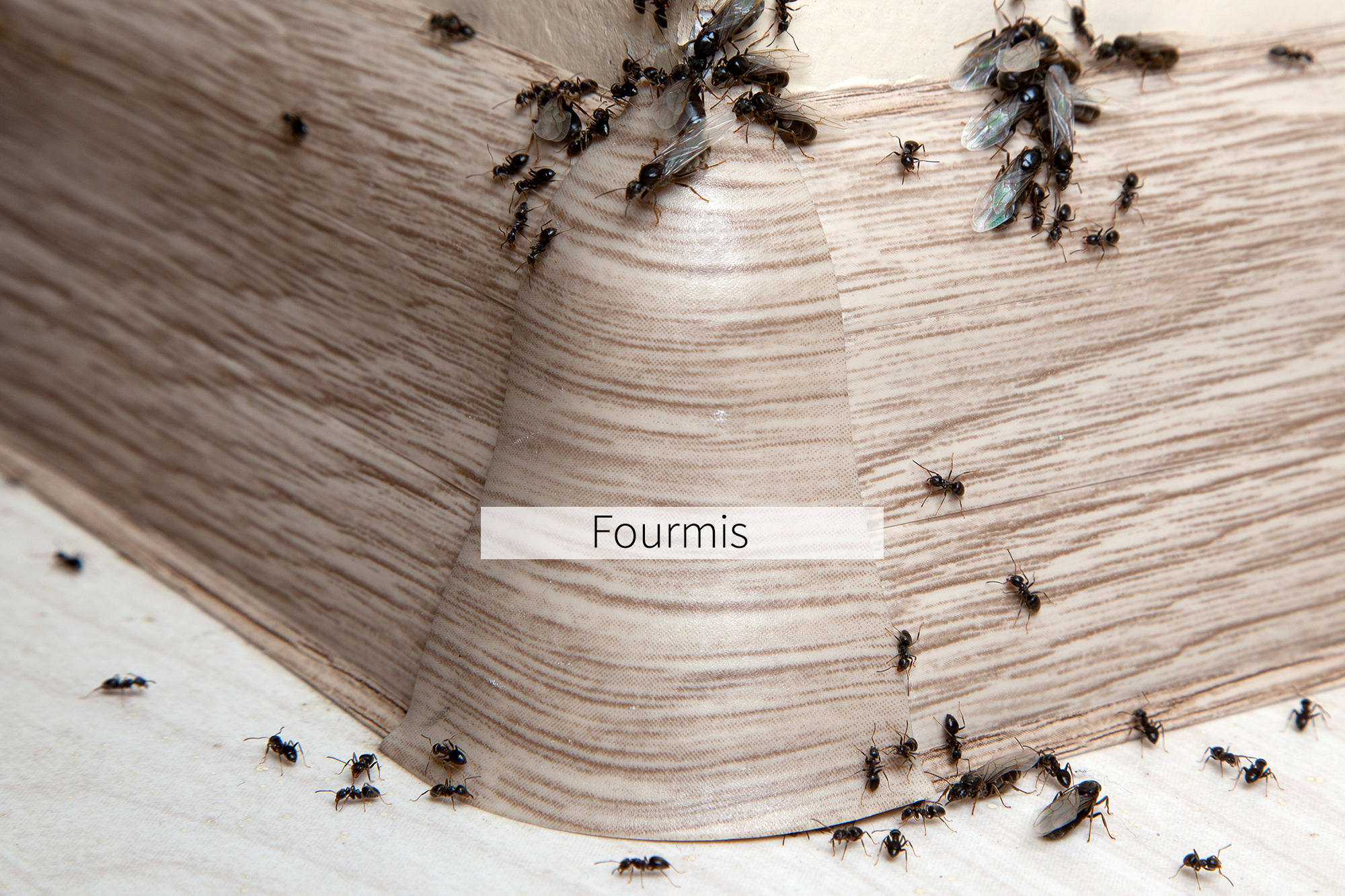 Fourmis