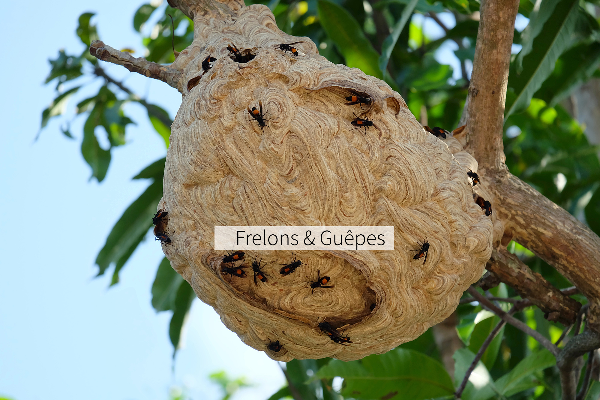 Frelons, frelons asiatiques et guêpes Nantes 44