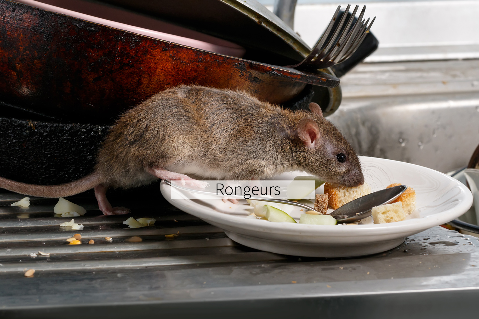 Rongeurs rats souris