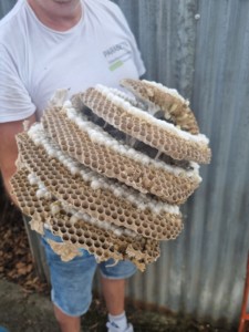 Frelons asiatiques Nantes 44 Frelons Nantes